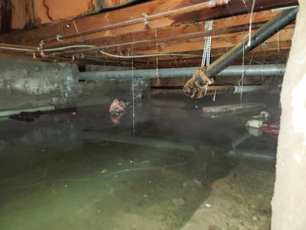 Best Mold removal after water damage  in Tucson, AZ